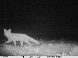 Fox standing in front of scrape Fox standing in front of scrape