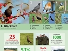 Record number of farmers take part in 2018 Big Farmland Bird Count