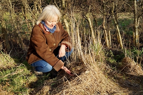 Kate Faulkner with a harvest mouse nest