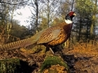 Pheasants and ticks: our letter in The Courier
