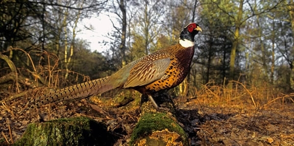 Pheasant -in -Woodland -wwwdavidmasonimagescom