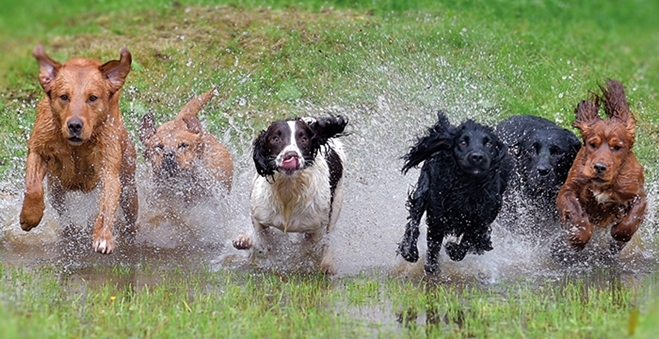 Scottish Game Fair Running Dogs