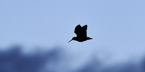 Woodcock -flying -wwwlauriecampbellcom Woodcock -flying -wwwlauriecampbellcom