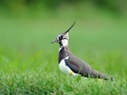 Endangered birds to benefit from project extension