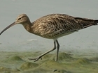 How the GWCT are helping curlew: guest blog by Mary Colwell