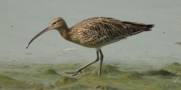 Curlew