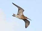 Action for Curlew on World Curlew Day