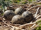 Wader invasion at GWSDF Auchnerran