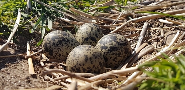 Lapwing Nest