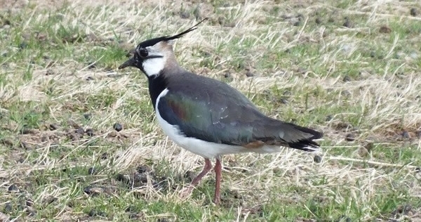 Lapwing Lapwing