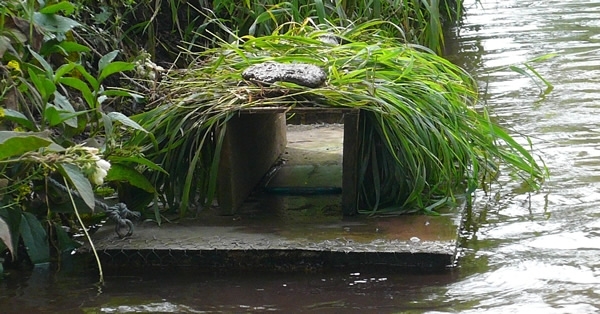 Mink -raft