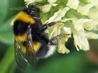 Free bumblebee identification course at Auchnerran