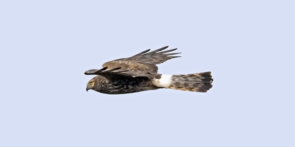 Hen -Harrier -wwwdavidmasonimagescom 600