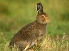 Mountain hares – heed 50 years of science