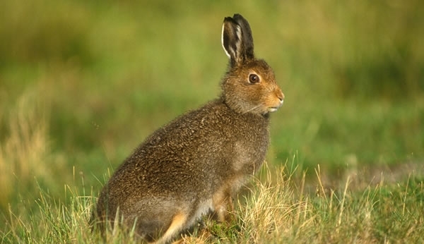 Mountain Hare