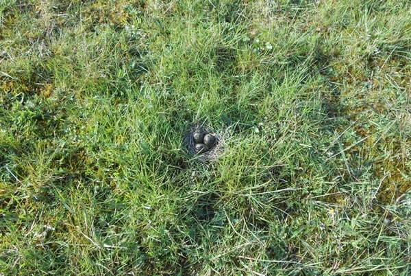 Nest Photo