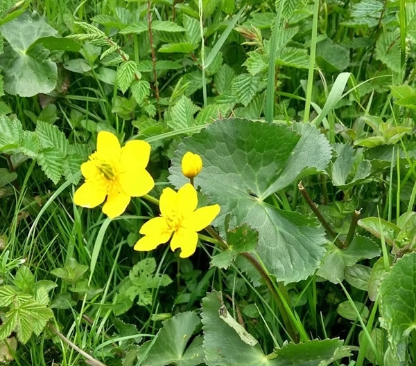 Marsh Marigold