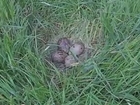 Curlew chicks start to arrive, will they survive?
