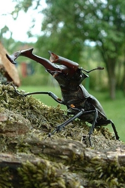 Stag beetle