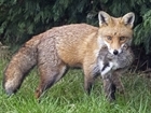 Uncomfortable truths about predator control: our letter in The Guardian