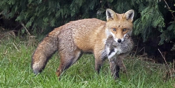 Fox Fox