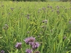 Cover Crop Update from Allerton by Kings Crops