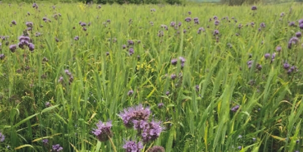 Covercrops