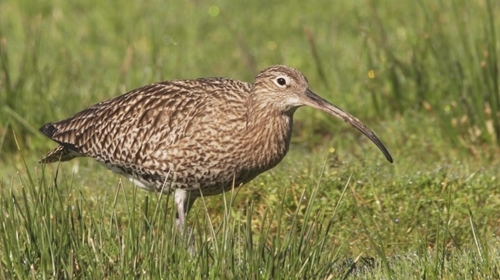 Curlew