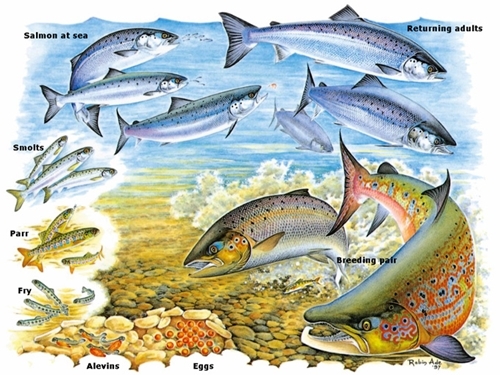 Salmon life cycle