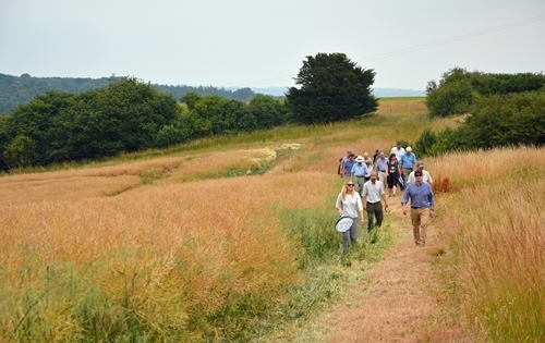 Cluster Pollinator Day