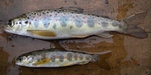Salmon survival at sea: Is bigger really better?
