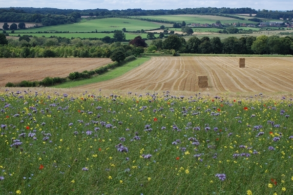 Harvest Time And Cover Crop