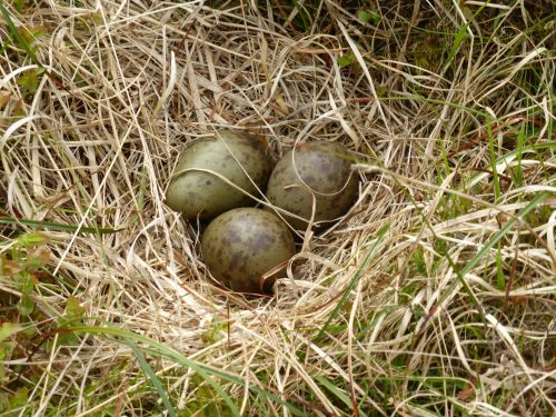 curlew nest and eggs