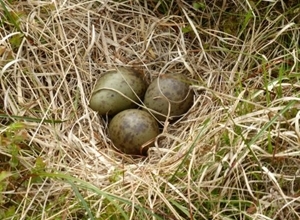 Curlew nest and eggs