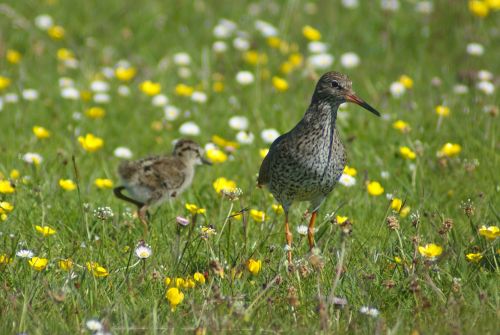 Redshank with chick