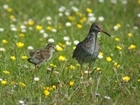 Using colour rings to understand redshank movements