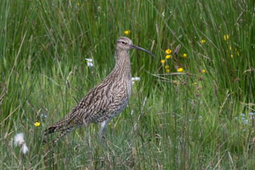 Curlew 2 (WfW)