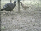 GWCT informs members of Newcastle Disease alert