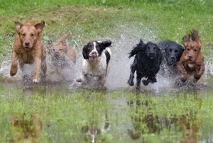 Dogs in water