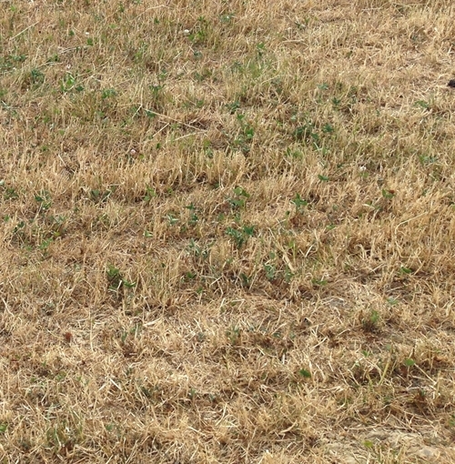 Drought Grass 160718