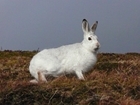 Mountain hares benefit from grouse moor management: Our letter to the Scotsman