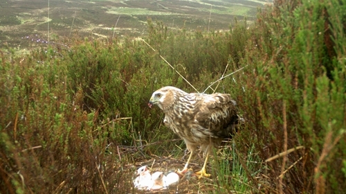 Miranda -nest -cam -Langholm