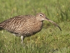 RSPB is right to call in gamekeepers and follow evidence: Our letter published in The Telegraph