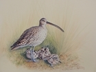 Wildlife artist helps threatened bird