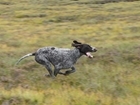 Every Gun Dog's Dream