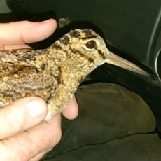 Phynodderee Phynodderee
