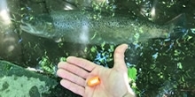 Sea Trout Appeal