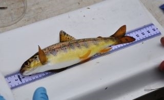 Salmon -parr (1) Salmon -parr (1)