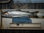 GWCT needs your help to save sea trout
