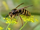 Keeping our ship afloat: a quick look at ecosystem services
